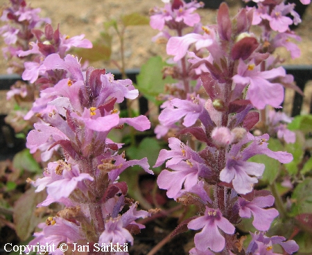 Ajuga reptans 'Rosea'